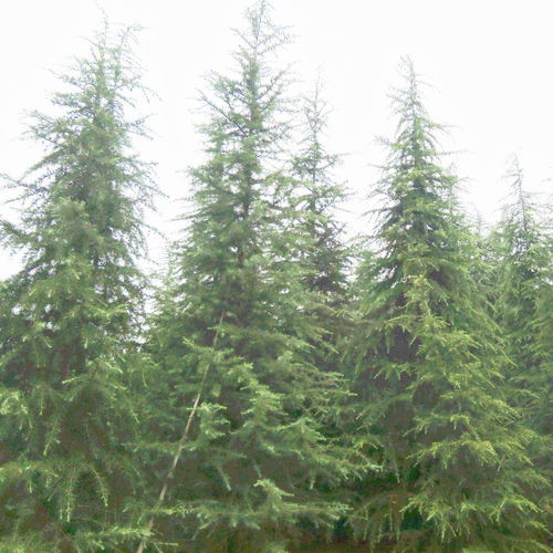 天昱生態苗木 江蘇精品雪松價格大全與圖片展示