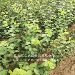 杭州建德大紅袍李子樹苗誠信商家 苗木選購指南