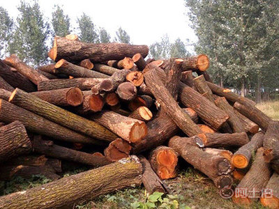 菏澤杏木板材廠家與鄆城縣富川苗木種植專業(yè)合作社的產(chǎn)品介紹