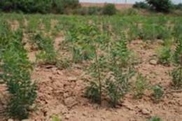 文冠果苗木供應(yīng)與價(jià)格指南