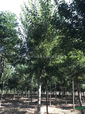 湖北隨州市國大五角楓苗木基地 優(yōu)質(zhì)苗木的培育與價(jià)值