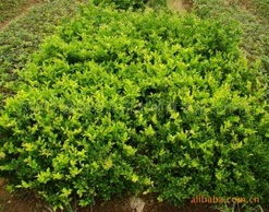 瀏陽市鑫森花卉苗木種植專業(yè)合作社綠化苗木產(chǎn)品列表