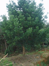 花木與苗木產品展示 探索全球花木網的精彩世界