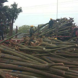 春日植樹正當時 選購優質苗木的五大關鍵注意事項