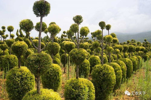 園林苗木生產的三大主流與多個特色化 你必須了解的行業格局
