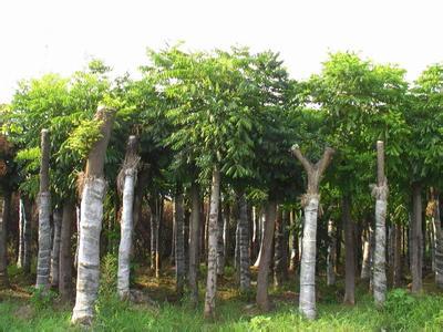 合肥欒樹苗木 品質卓越，市場口碑載道