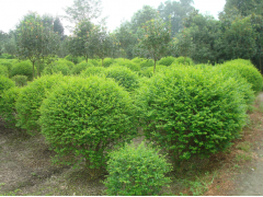 成都小葉女貞價(jià)格與批發(fā)市場全解析