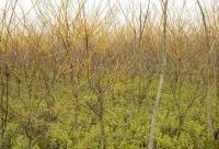 苗木基地常年供應(yīng)國槐、法桐、欒樹、櫻花等優(yōu)質(zhì)園林綠化苗木