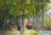 園林綠化新選擇 5-6公分國槐產(chǎn)地價(jià)探析與市場展望